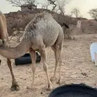 قعود البيع في بيشه