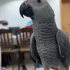 للبيع كاسكو حجم مشاءالله جامبو فرخ العمر 4 شهور