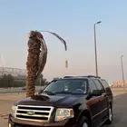 اكسبديشن فورد 2013