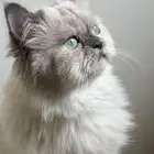 كيتن