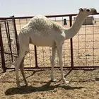 حاشي سمين على علف وحليب عمره تقريبا 7 شهور السعي والنقل عل