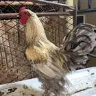 ديك براهما.