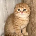 سكوتش فولد 2 ذكر والاسود انثى للبيع