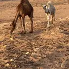 نياق