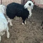خروف ذبيحه نجدي