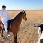 فرس وحصان للبيع
