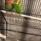 ببغاء روز وطير بادجي