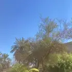 بغباء