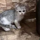 قطط