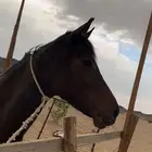 فرس شعبيه طيبه للبيع المستعجل