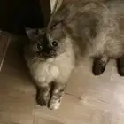 قطه هملايات للتبني