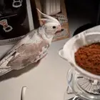 كروان هولندي