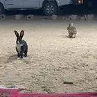 سلام عليكم يوجد لدينا عرض أرانب