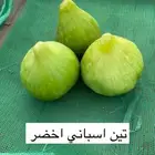 للبيع شتلات تين و عنب و حمضيات