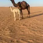 للبيع خلفه صفراء كفو طويله تحتها قعود مزيون