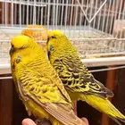 (مباع) زوج بادجي انجليزي منتج (فاخر من الاخر)