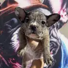 جراء فرنش بولدج