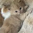 قط شيرازي