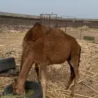 قعدان