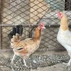 دجاج بلدي ( تم البيع بارك الله للمشتري)