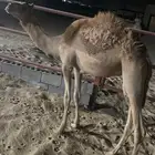 للبيع  قعود عماني بلدي عمرة 8 شهور