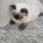 قطط للبيع