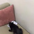 قطو ذكر لعوب عمره 4شهور