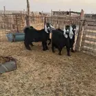 جفار للبيع