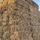 علف ذورا امريكي درجة أولى