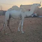 قعود قصب للبيع