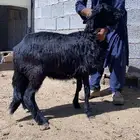 طليان هجين نجدي وساكني