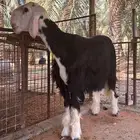 مشروع فحل نجدي