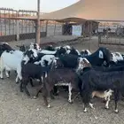 معزا ديره خوات بعض ونظافه شرط بفحلها