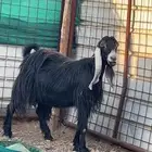 عنز عارضيه كفووو