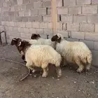 خرفان هرافى نعميم