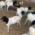 للبيع برابر