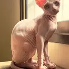للبيع قط فرعوني ذكر عمر 4 شور