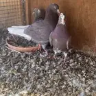 زوج قطايف