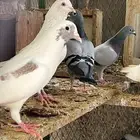 طيور فرنسي وزاجل ومخلوط