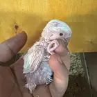 فرخ روز ألبينو