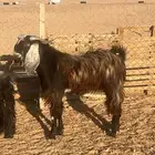 تيس ثني شرط القريع