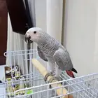 كاسكو للبيع