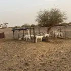 جفار بيشيات
