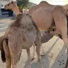 حاشي لباني شراكه