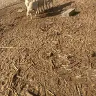 طليان القوز