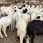 طليان سواكن للبيع