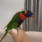 لوري الي وهد د ومتكلم