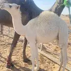 حاشي قصب بري حوار شحم
