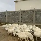 غنم كفوو العدد46