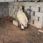 نعيمي فاخر